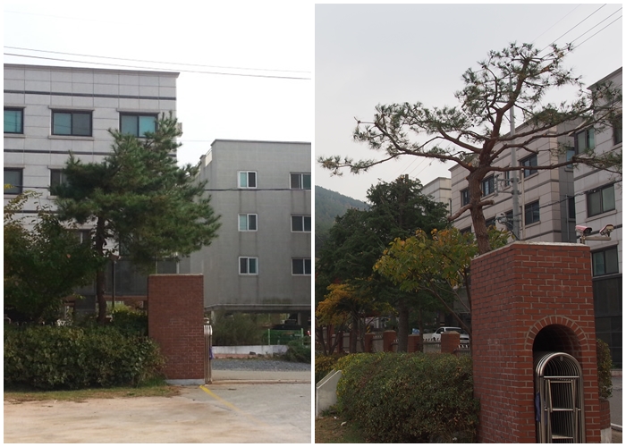 정문 소나무.jpg